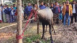 বাগাতিপাড়ায় বিরল প্রজাতির নীলগাই উদ্ধার