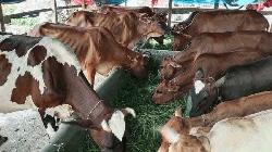 ভোলায় অস্ত্রের মুখে ৩৫ গরু ডাকাতি