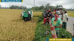 সমলয় পদ্ধতিতে বোর ধান কাটা উদ্বোধন
