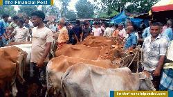 কাহারোলে জমে উঠেছে কোরবানির পশু বেচা-কেনার হাট