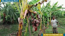 সাতক্ষীরায় এক কলাগাছে ৪৫টি মোচা, উৎসুক জনতার ভীড়