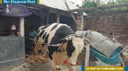 বড় গরু পালনে লোকসানে জয়পুরহাটের খামারিরা