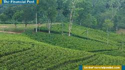 ঈদে পর্যটক বরণে প্রস্তুত শ্রীমঙ্গল