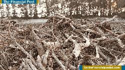মেরিন ড্রাইভ সংস্কারে গোপনে কাটা হচ্ছে গাছ