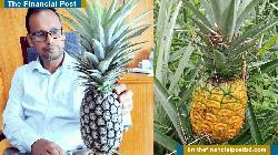 ফিলিপাইনের আনারসের শ্রীমঙ্গলে পরীক্ষামূলক সফল চাষ