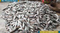 এক ট্রলারে ধরা পরলো ৬৫ মণ ইলিশ, বিক্রি ৪০ লাখে