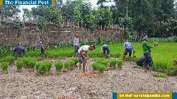 নকলায় আমন ধানের চারা রোপনে ব্যস্ত কৃষক, লক্ষ্যমাত্রা ১৩১১১ হেক্টর