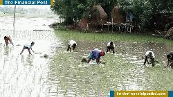 চিরিরবন্দরে আমনের চারা রোপনে ব্যস্ত কৃষক ও শ্রমিকরা