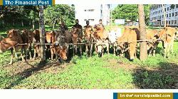 মিয়ানমার থেকে আবারো আসছে গরুর চোরাচালান