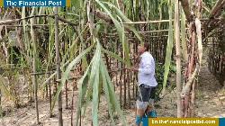 কালীগঞ্জে ফিলিপাইনের আখ চাষে মাসুদের বাজিমাত