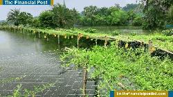নেত্রকোনার কেন্দুয়ায় মালচিং পদ্ধতিতে অসময়ে তরমুজ চাষ করে লাভবান কৃষকরা