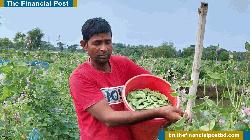 ডুমুরিয়ায় আগাম জাতের শিম চাষ করেছেন কৃষকরা