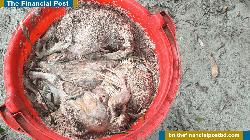 মাদারগঞ্জে পুকুরে মরা মুরগি ফেলে মাছ নিধনের অভিযোগ