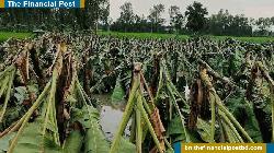 পত্নীতলায় ঝড়ে ব্যপক ক্ষয়ক্ষতি