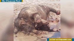 ভারত থেকে বন্যায় ভেসে এল মৃত গন্ডার, জায়গা হবে যমুনা সেতু আঞ্চলিক জাদুঘরে
