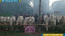 নাইক্ষ্যংছড়িতে বিজিবির অভিযানে ১৫টি বার্মিজ গরু জব্দ