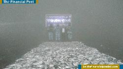 কোস্ট গার্ড–মৎস্য অধিদপ্তরের অভিযানে ৩৭ লক্ষ টাকার জাটকা জব্দ