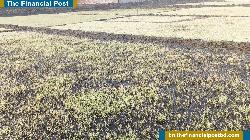 উলিপুরে তীব্র শীতে ক্ষতির মুখে বোরো বীজতলা, উদ্বেগ কৃষকের