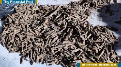 সারিয়াকান্দিতে বিপুল পরিমানে গাঁজাসহ গ্রেফতার ৪