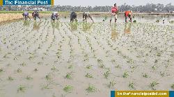 বরেন্দ্র জনপদে ২০ হাজার হেক্টর লক্ষ্যে বোরো চাষে ব্যস্ত কৃষকরা