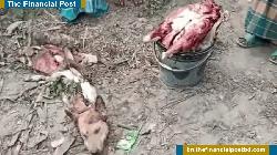 ধামইরহাটে কুকুরের মাংসকে খাসি সাজিয়ে বিক্রির চেষ্টা