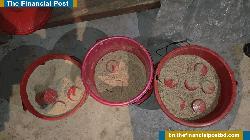 মোল্লাকান্দিতে ৩ বালতি তাজা ককটেল উদ্ধার