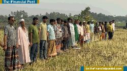 সিংড়ায় জমি বিরোধে কৃষকের ফসল কেটে দিল প্রতিপক্ষ