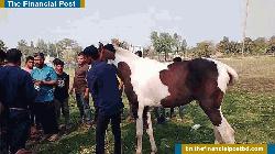 গোপীনাথপুরে ৫১৯ বছরের ঘোড়ার মেলা শুরু