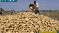 হতাশায় দিন কাটছে আলু চাষীদের