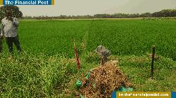 দুই সপ্তাহ ধরে ডিজেল সংকটে দুশ্চিন্তায় কৃষক