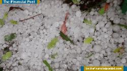 নাটোরে শিলাবৃষ্টিতে রসুন-পেঁয়াজসহ বিভিন্ন ফসলে ক্ষতির শঙ্কা