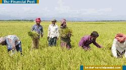 হাওরাঞ্চলে শুরু হয়েছে আগাম বোরো ধান কাটা