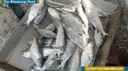 খুলনায় ইলিশের দাম আকাশছোঁয়া