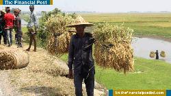 হারভেস্টার ও শ্রমিক সংকটে ধান তোলা নিয়ে সংশয়! 